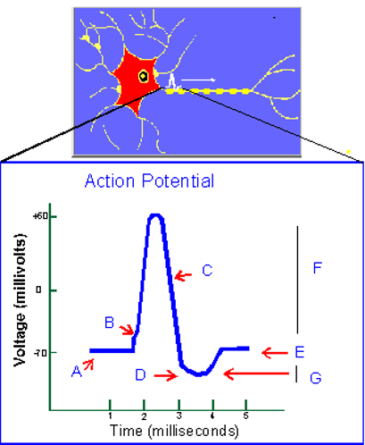 Action Potential