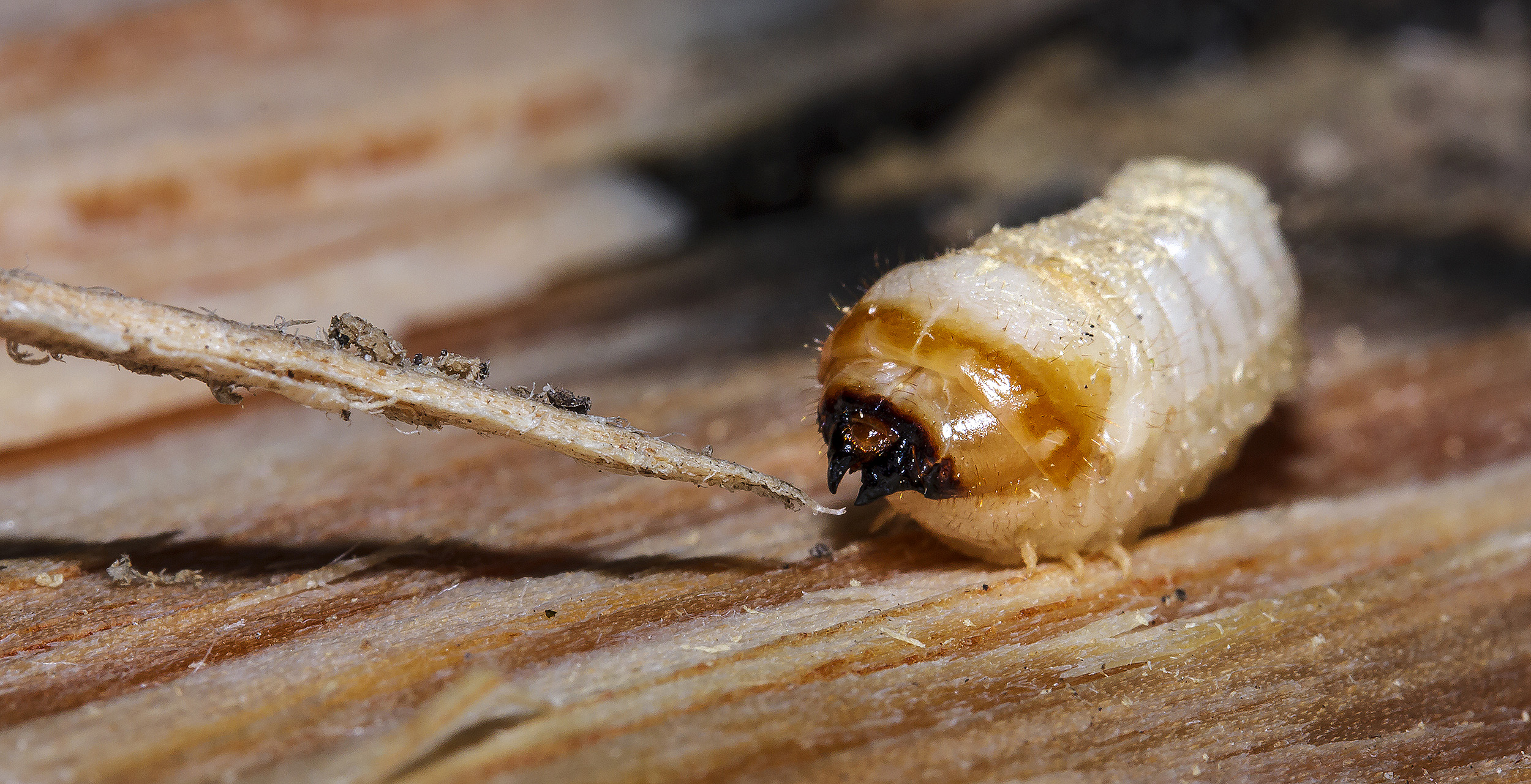 Longhorn beetle feeding on a pine stump overgrown by fungi