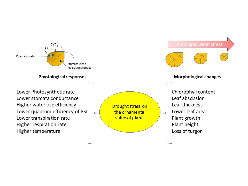 Effecto of drought stress on plant physiology 