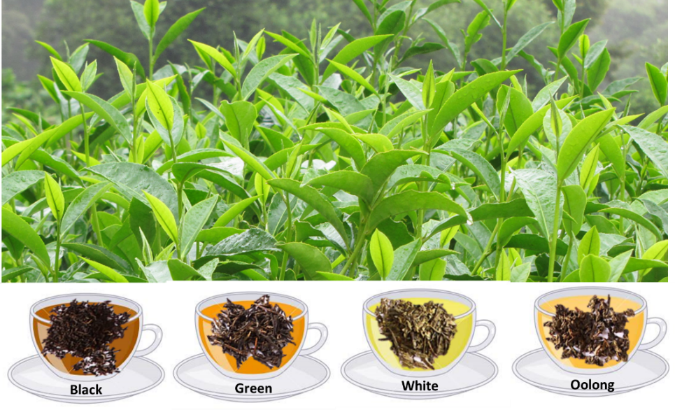 What is Infusion Tea & Its Types