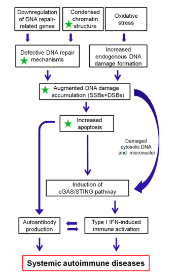 A proposed model of systemic autoimmune disease promotion by epigenetically regulated functional abnormalities of the DNA damage response and repair (DDR/R) network and oxidative stress. The green asterisk denotes partial reversibility following histone hyperacetylation. SSBs: single-strand breaks, DSBs: double-strand breaks