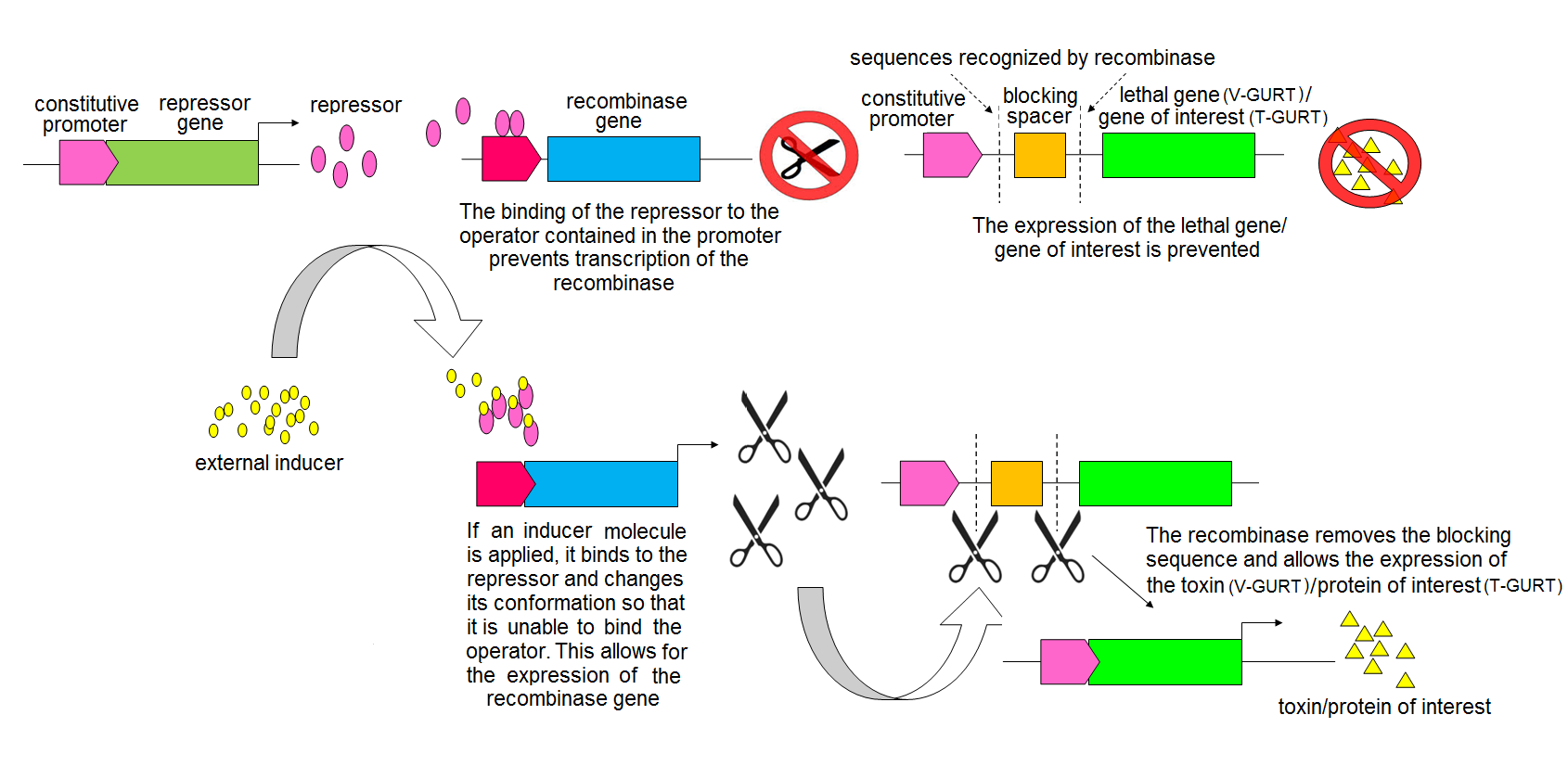 Figure 1. Schematic representation of the mechanism of GURTs. In a variant of this scheme, the repressor proteins are normally unable to bind to the pertinent DNA and the inducer is applied to bind the repressor that undergoes a change in its conformation so that it can bind to the DNA and activate transcription.