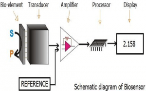 One scheme that show how the biosensor works