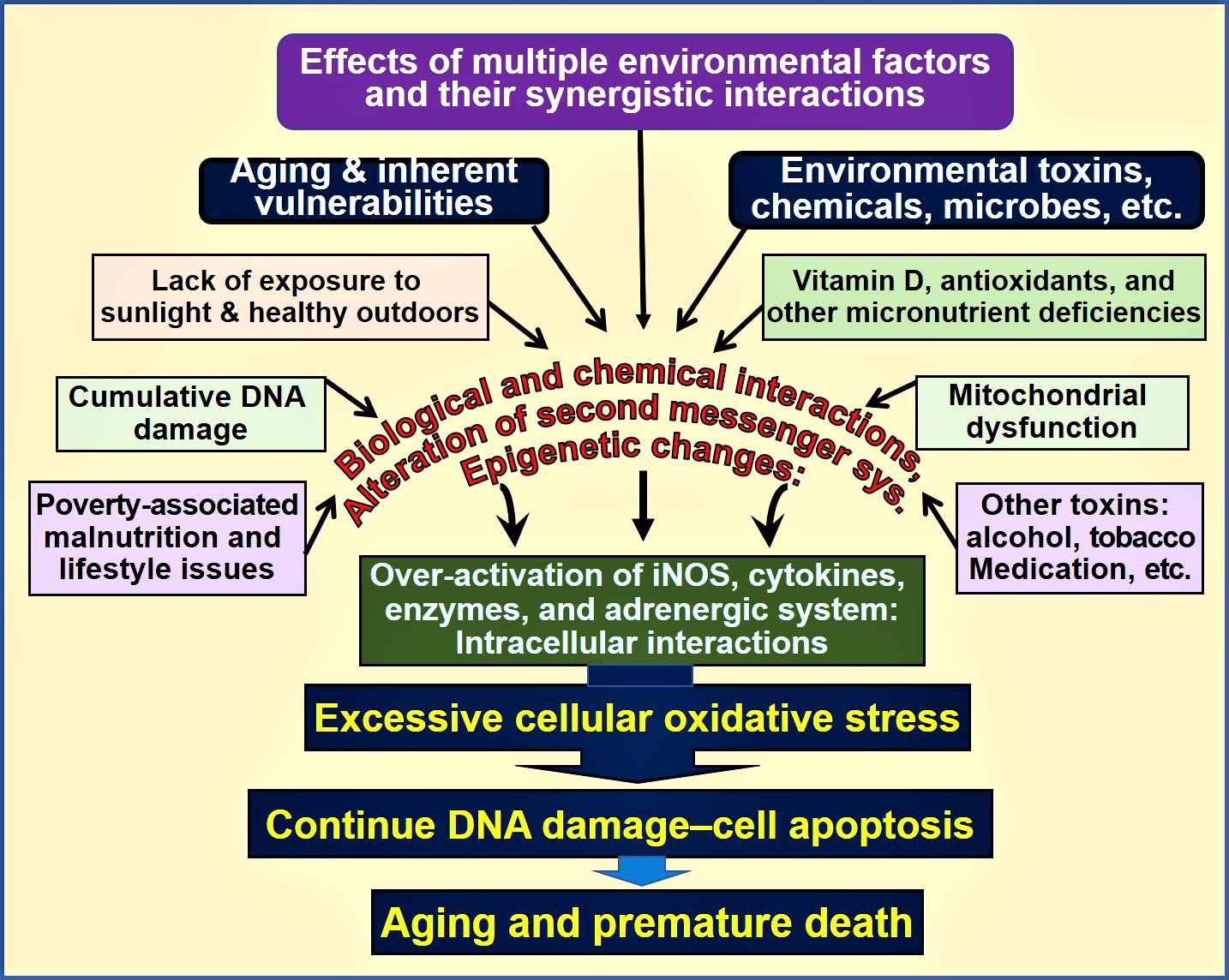 Multiple factros that are associated with the aging process.