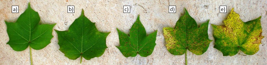 Figure 3. Classification key for the Ramularia blight infection severity of cotton leaves. For comparison with UAV imagery, individual plant classification was averaged, rounded by parcel, and labeled with the same key. (a) 0: without symptom; (b) 1: ≤5% of the leaf area infected, without incidences in the middle layer;(c) 2: 5%–25% of the leaf area infected, incidences in the middle layer; (d) 3: 25%–50% of the leaf area infected, incidences in the upper layer; and (e) 4: >50% of the leaf area infected, incidences in the upper layer, leaf loss.