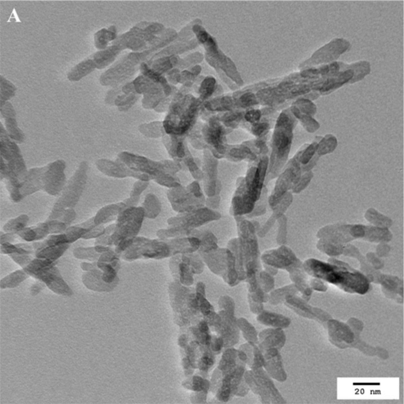 nanoXIM hydroxyapatite nanoparticles - TEM image
