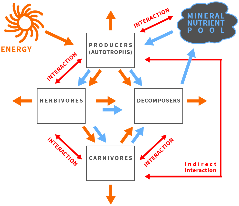 Brief graphical explanation of the framework of ecological stoichiometry